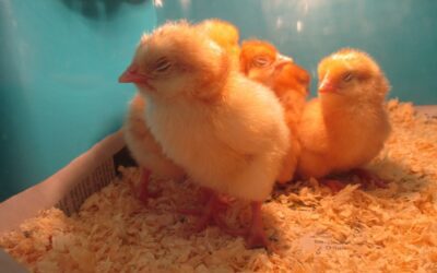 Are eggs alive?